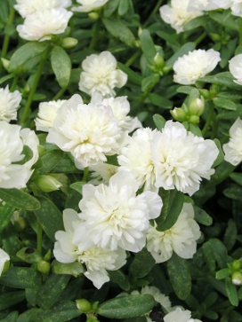 PORTULACA grandiflora Colorblast Dbl Coconut